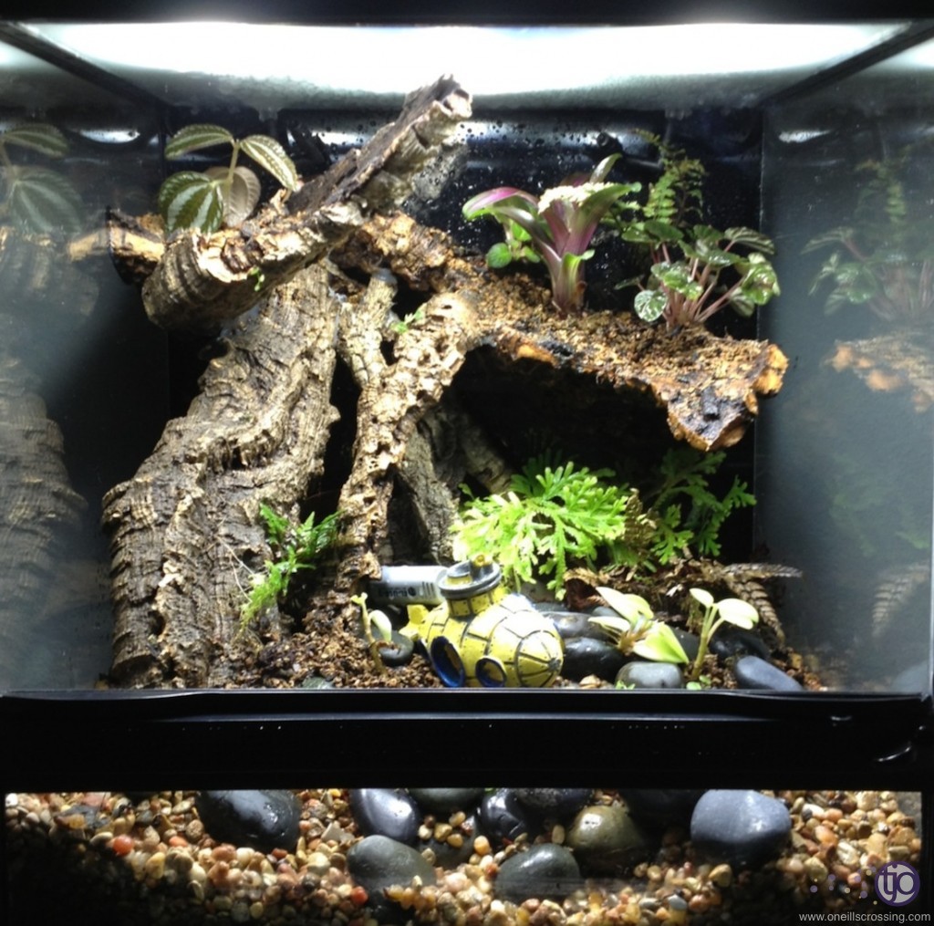 Vivarium lighting project | oneillscrossing.com