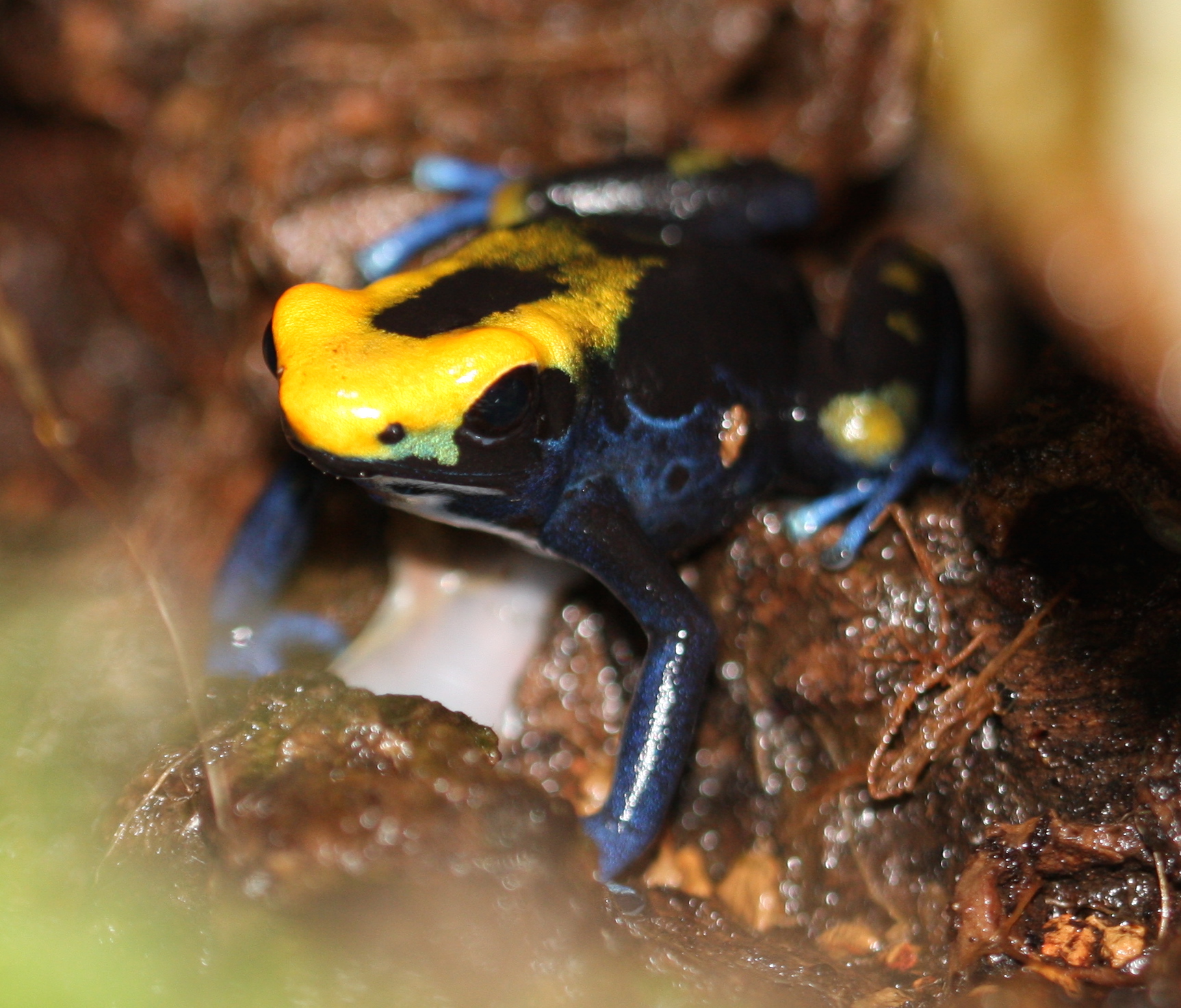 Dendrobates tinctorius 