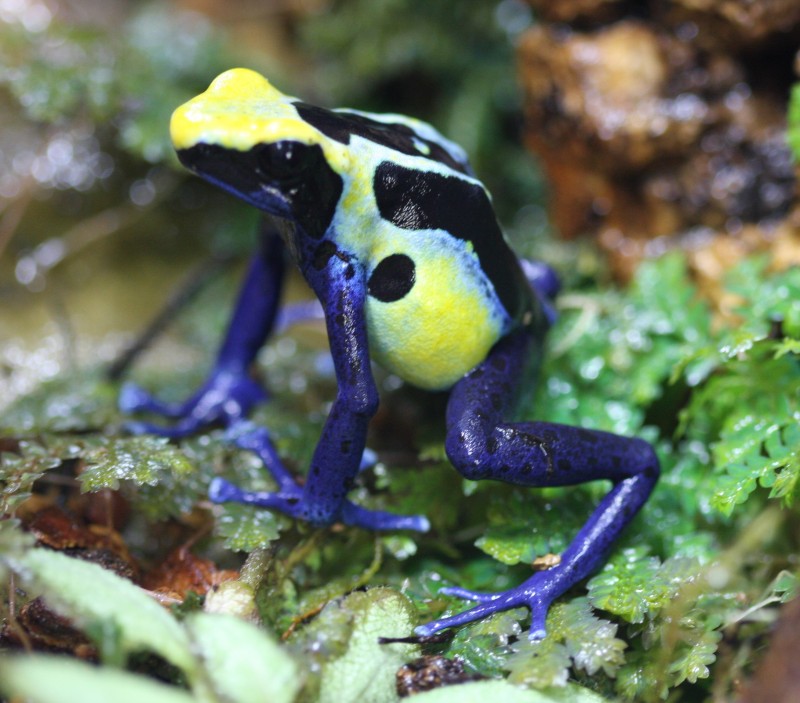 Dendrobates tinctorius 