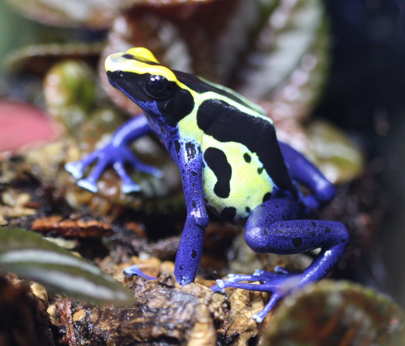 Dendrobates tinctorius 