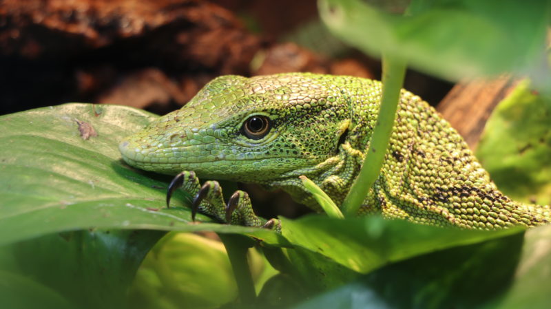 goanna lizard green
