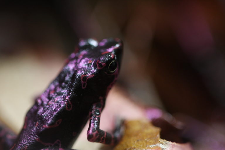 Atelopus barbotini - the purple toad | oneillscrossing.com