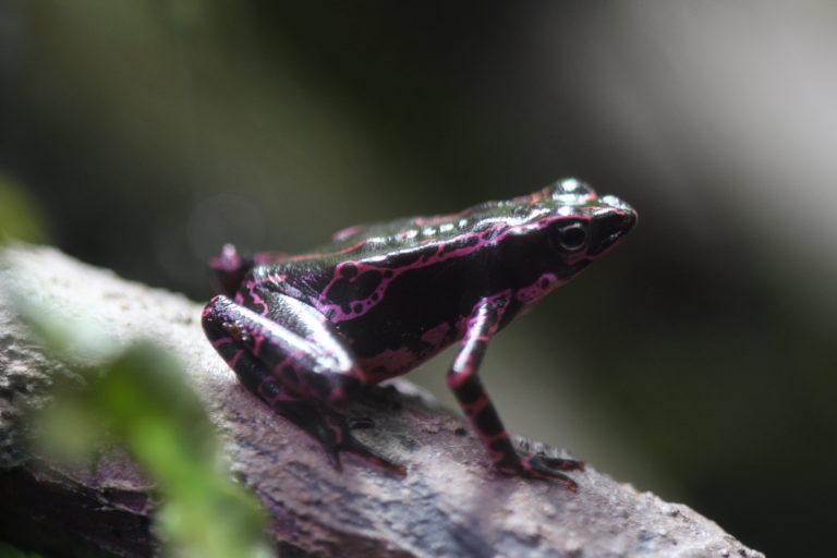 Atelopus barbotini - the purple toad | oneillscrossing.com