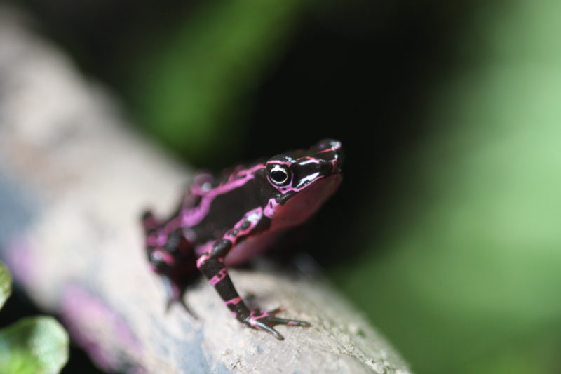 Atelopus barbotini - the purple toad | oneillscrossing.com